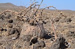 Momordica sesilifolia Marsabit severne 16km GPS173 o 2km dale Kenya 2014_0757.jpg